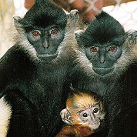 Delacour Langur (Colobinae)