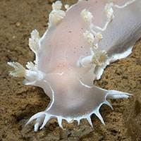 Diamond Back Nudibranch (Tritonia festiva)