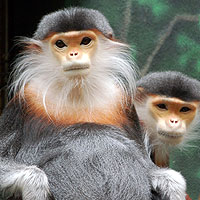 Douc Langurs (Pygathrix)