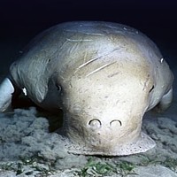 Dugong (Dugong dugon)