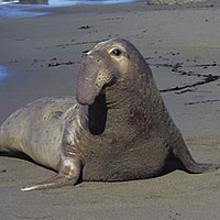 Elephant Seal (Mirounga angustirostris)