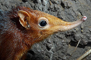 Elephant Shrew (Macroscelides Elephantulus)