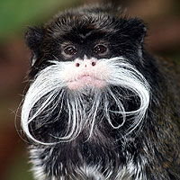 Emperor Tamarin (Saguinus imperator)