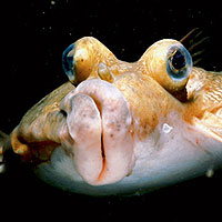 Flounder (Paralichthys)