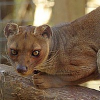 Fossa (Cryptoprocta ferox)