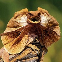 Frill-necked Lizard (Chlamydosaurus kingii)