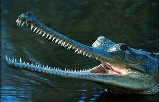 Gharial [Long-nosed crocodile] (Gavialis gangeticus)