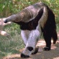 Giant Anteater (Myrmecophaga tridactyla)