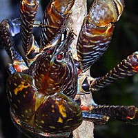 Giant Coconut Crab (Birgus latro)