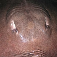 Giant Freshwater Stingray (Himantura chaophraya)