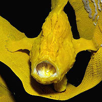 Blue Giant Frogfish (Antennarius commersonii)