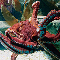 Giant Octopus (Octopus Dofleini)