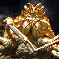 Giant Spider Crab (Macrocheira kaemferi)