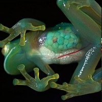 Glass Frog (Centrolenidae)