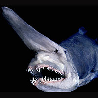 Goblin Shark (Mitsukurina owstoni)