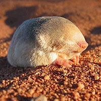 Golden Mole (Chrysochloridae)