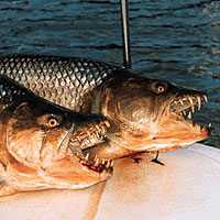 Goliath Tigerfish (Hydrocynus goliath)