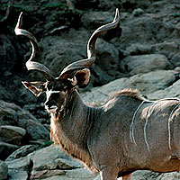 Greater Kudu (Tragelaphus strepsiceros)