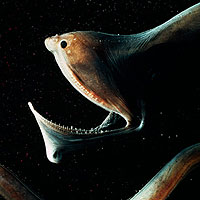 Gulper Eel (Saccopharynx sp)