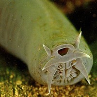 Hagfish (Myxini)