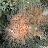 Hairy Frogfish (Antennarius striatus)