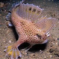 Spotted Handfish (Brachionichthys hirsutus)