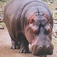 Hippopotamus (Hippopotamus amphibius)