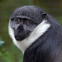 L'Hoest's Guenon (Cercopithecus lhoesti)