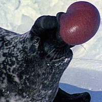 Hooded Seal (Cystophora cristata)