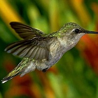 Hummingbird (Trochilidae)