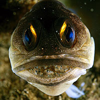 Jawfish (Opistognathus)