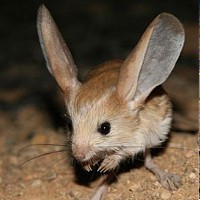 Long-eared Jerboa (Euchoreutes naso)