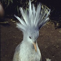 Kagu (Rhynochetos jubatus)