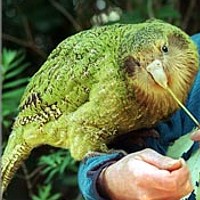 Kakapo (Strigops habroptilus)