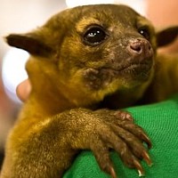 Kinkajou [Honey Bear] (Potos flavus)