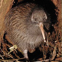 Kiwi (Apteryx)