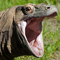 Comodo Dragon (Varanus komodoensis)