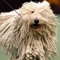 Komondor (livestock guardian dog)