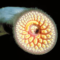 Lamprey Eel (Petromyzon marinus)