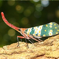 Lantern Bug (Pyrops candelaria)