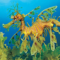 Leafy Sea Dragon (Phycodurus eques)