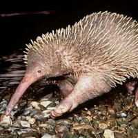 Long Beaked Echidna (Zaglossus)