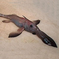 Longnose Chimaera (Rhinochimaera pacifica)