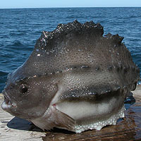 Lumpfish (Cyclopterus Lumpus)