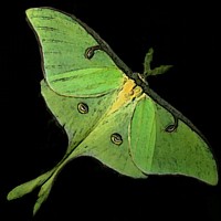 Luna Moth (Actias luna)