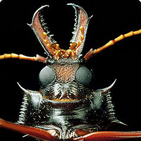 Long-horned Beetle (Macrodontia Cervicornis)