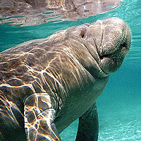 Manatee (Trichechus Manatus)