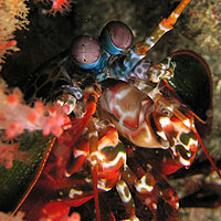 Mantis Shrimp (Stomatopod)