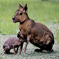 Mara (Dolichotis Patagona)