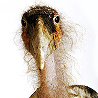 Marabu (Leptoptilos Crumeniferus)